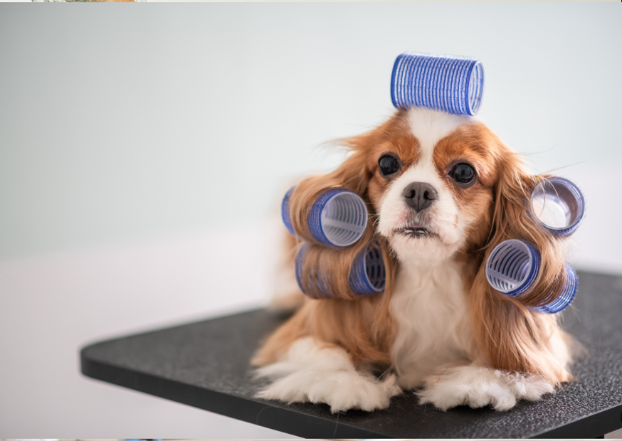 kutyakozmetikus debrecen tanfolyam