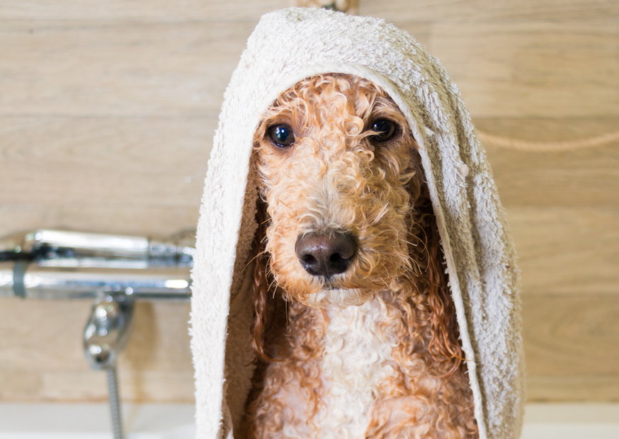 kutyakozmetikus tanfolyam képzés Debrecen