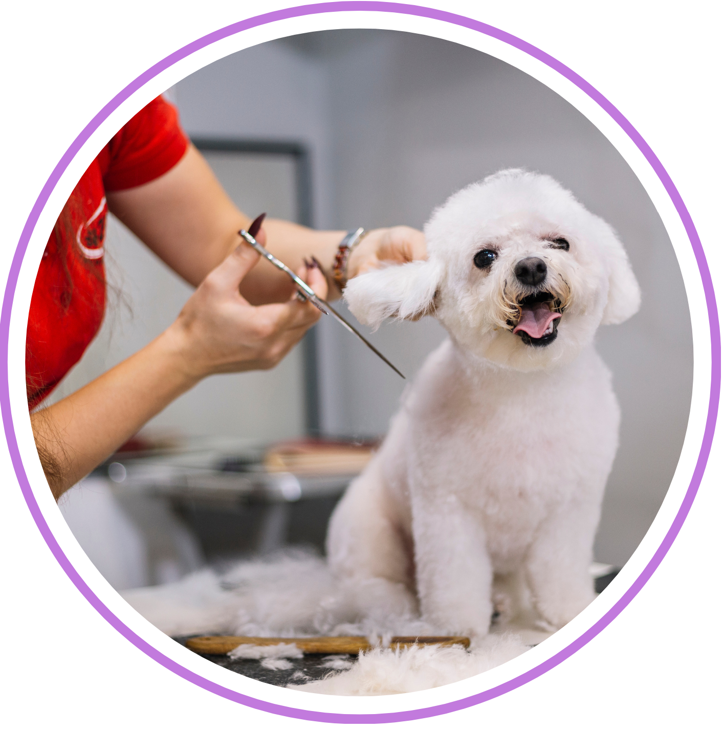 Kutyakozmetikus_blog_5