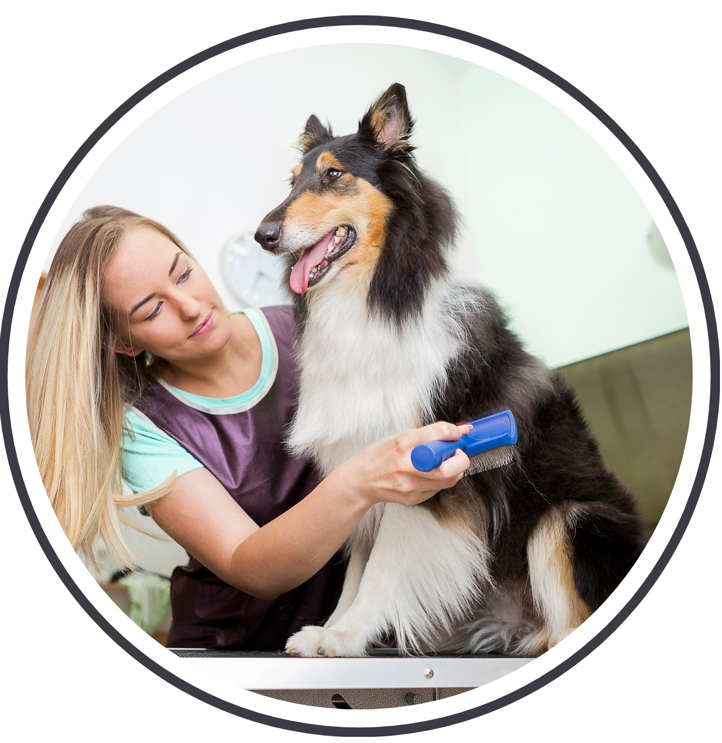 Kutyakozmetikus_blog_6